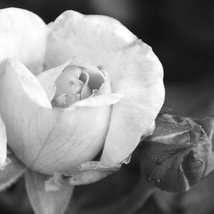 Meet your Posher, Liana